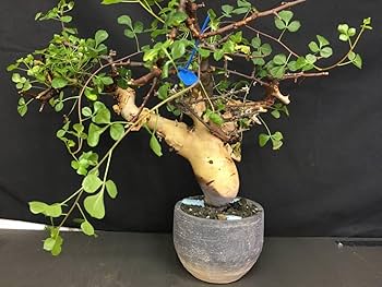 Amazon.co.jp: A.発根済み コミフォラ カタフ ソマリア産 ピュアカタフ